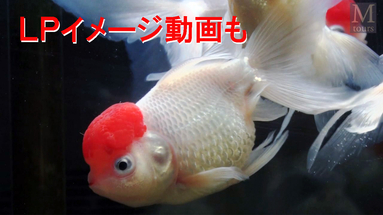 ウエブサイトLPイメージ映像